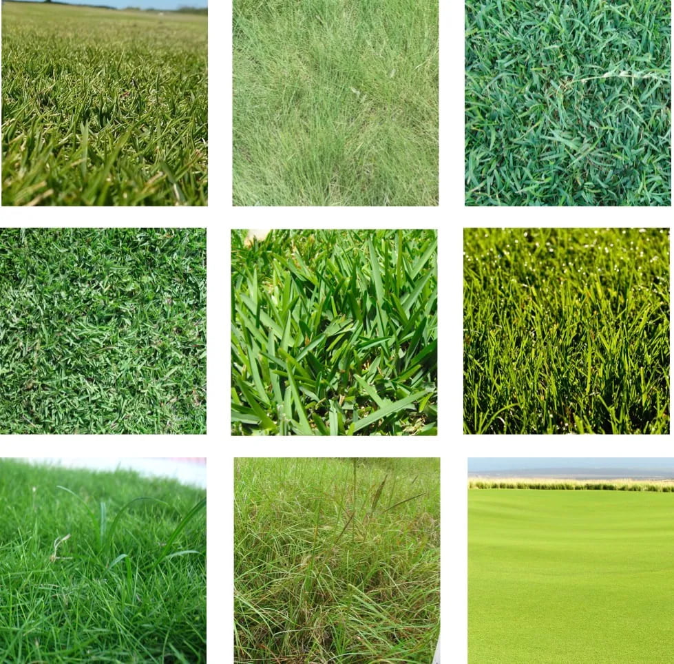 different types of sod grass