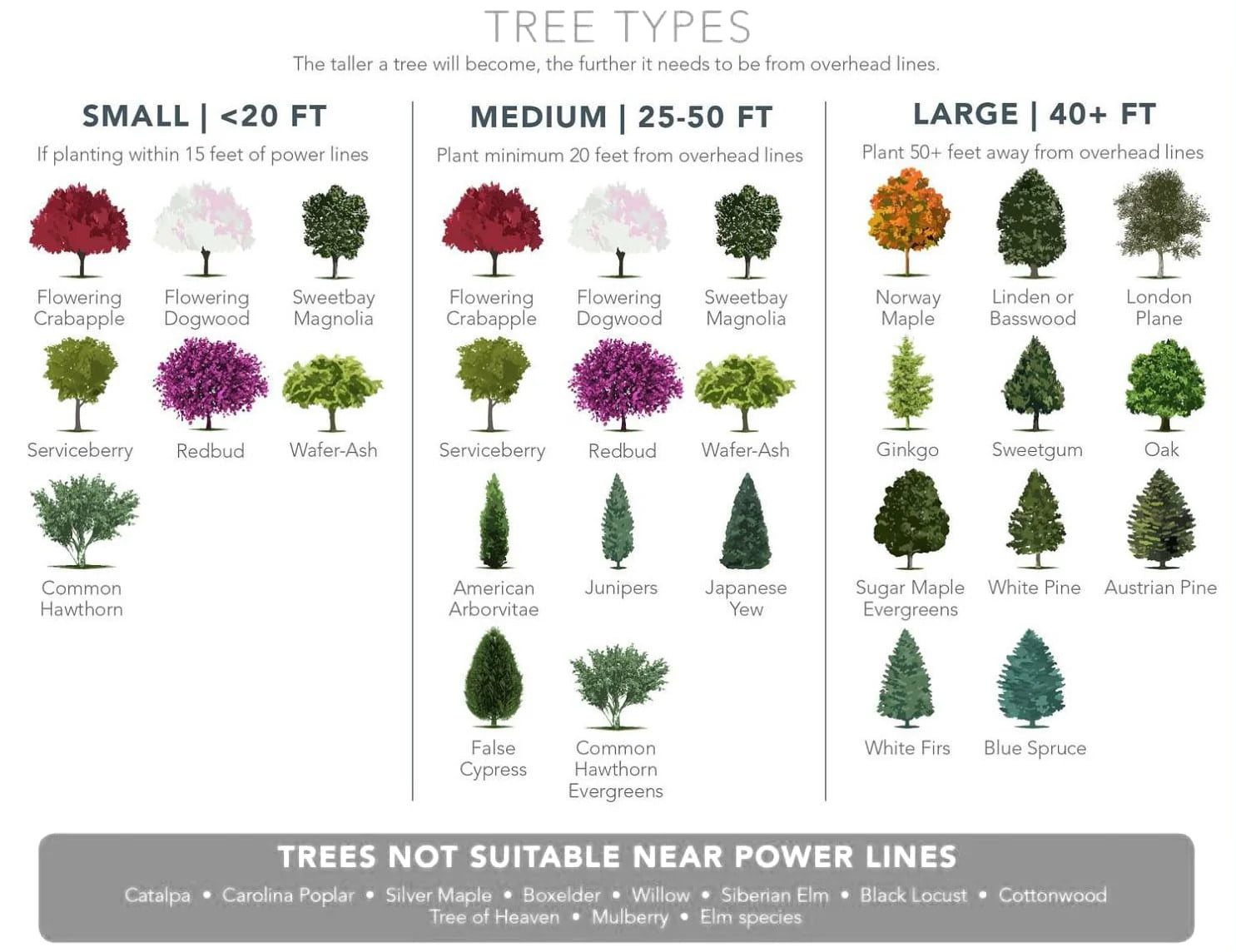 Tree Size, Height, and Species