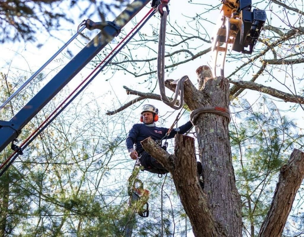 Tree Health and Condition, danger of climbing dead trees